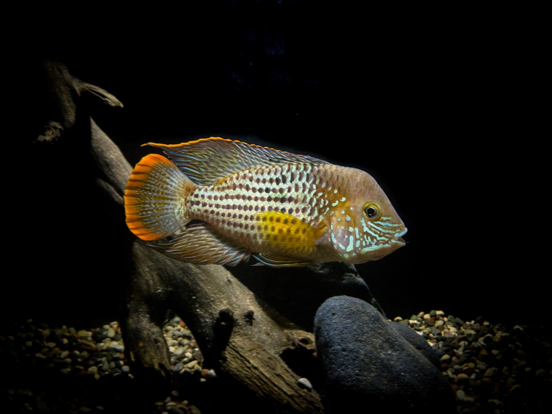 Discover the Colorful Peacock Gudgeon